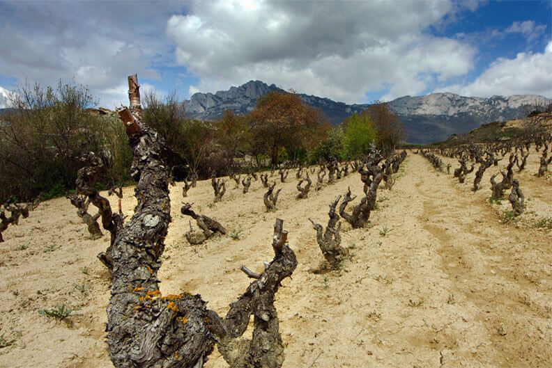 Finca La Valcabada Viñedos de la Finca La Valcabada