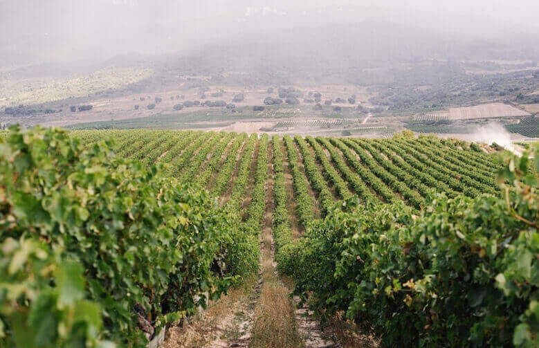 Viñedos en Rioja-Alavesa de Bodegas y Viñedos Pujanza