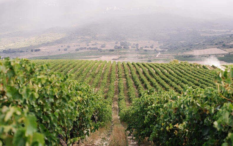 Viñedos Finca Valdepoleo Viñedos Finca Valdepoleo