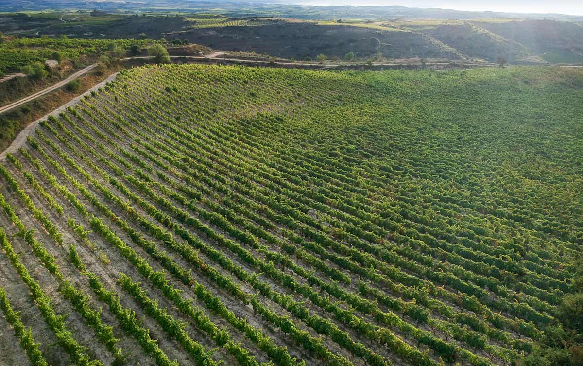 vinedos_sanjuananteportalatina_ok_bodegas_pujanza vinedos_sanjuananteportalatina_ok_bodegas_pujanza